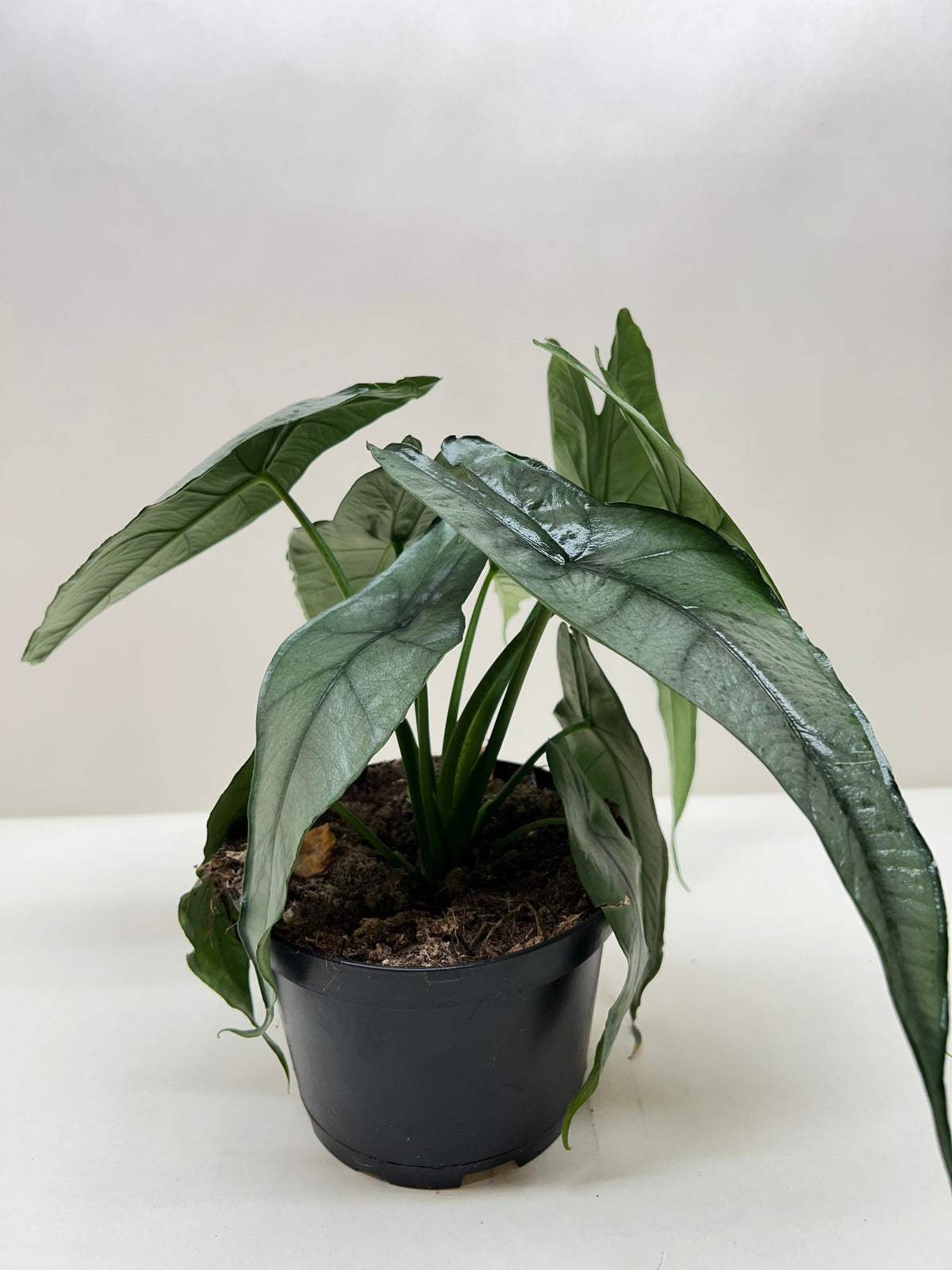 Alocasia heterophylla
