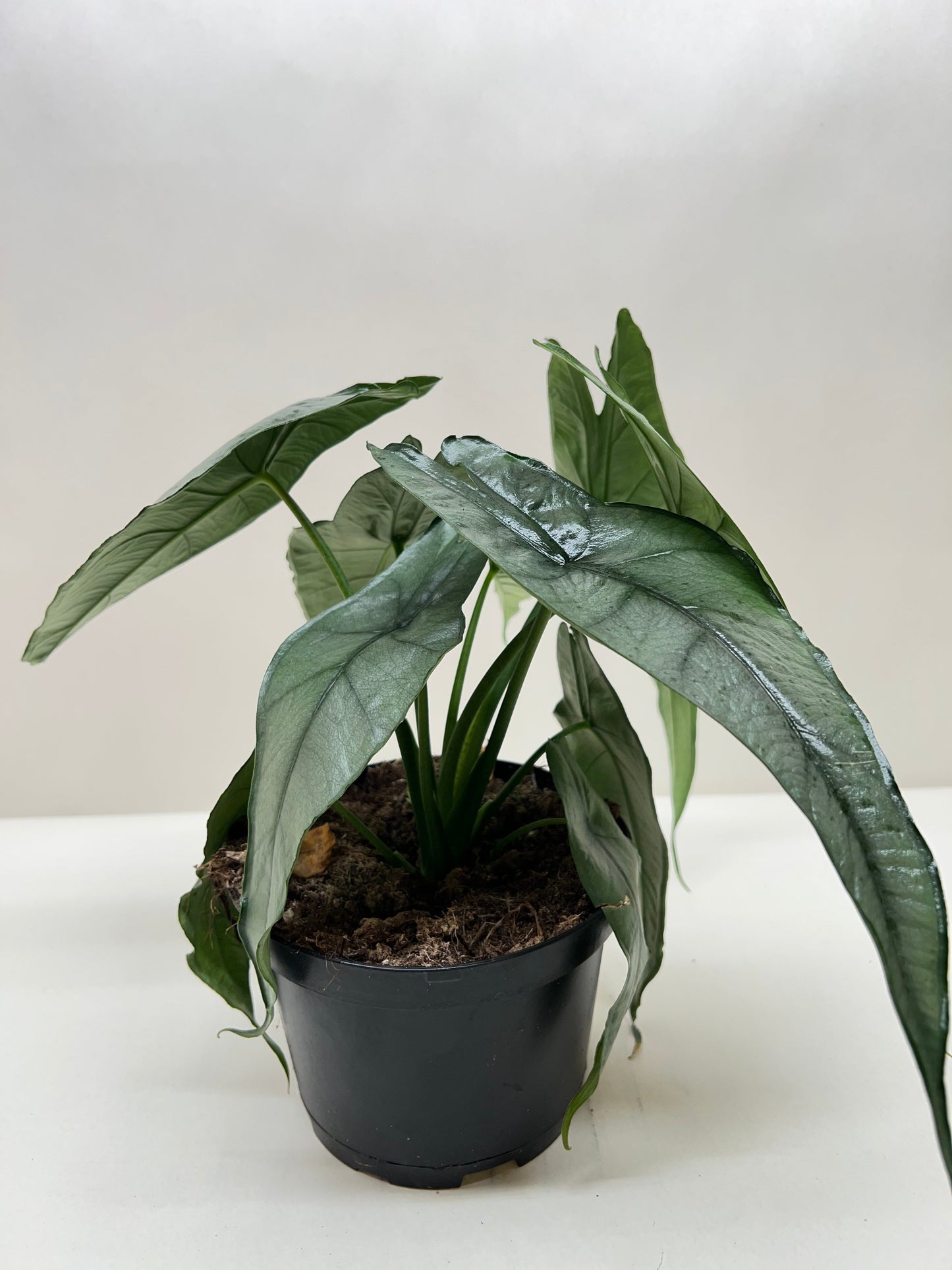Alocasia heterophylla