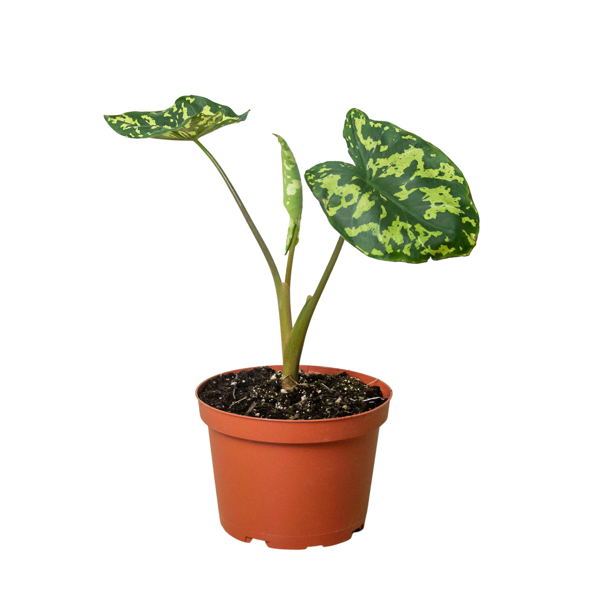 Caladium 'Hilo Beauty'