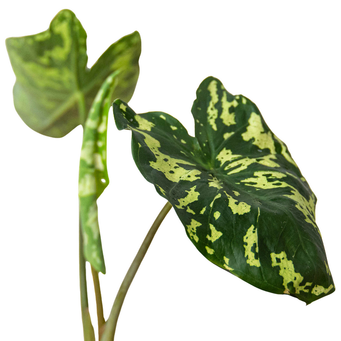 Caladium 'Hilo Beauty'