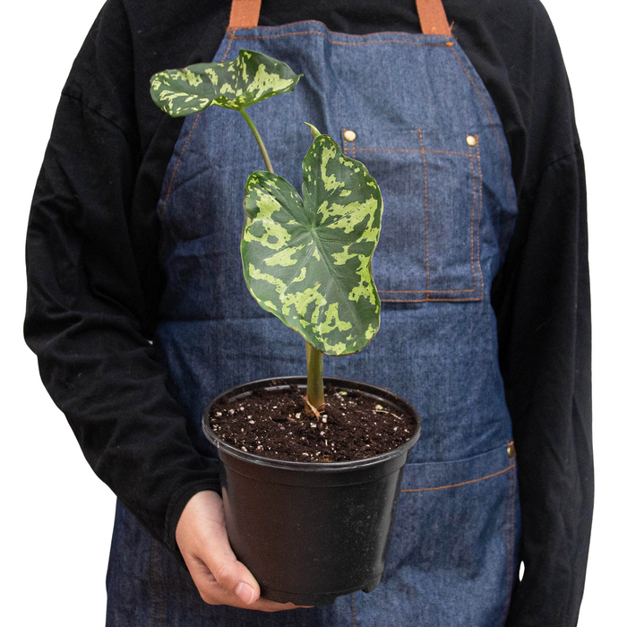 Caladium 'Hilo Beauty'