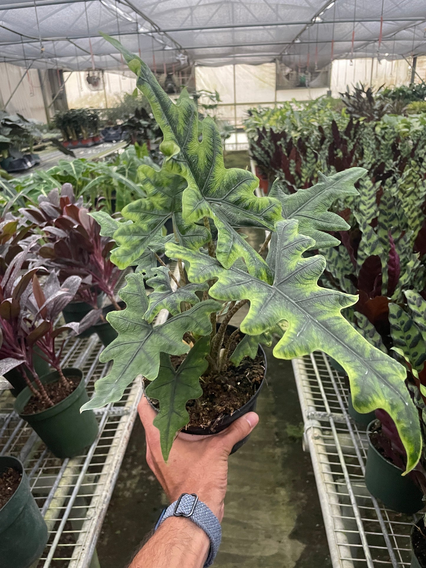 Jacklyn Elephant Ear