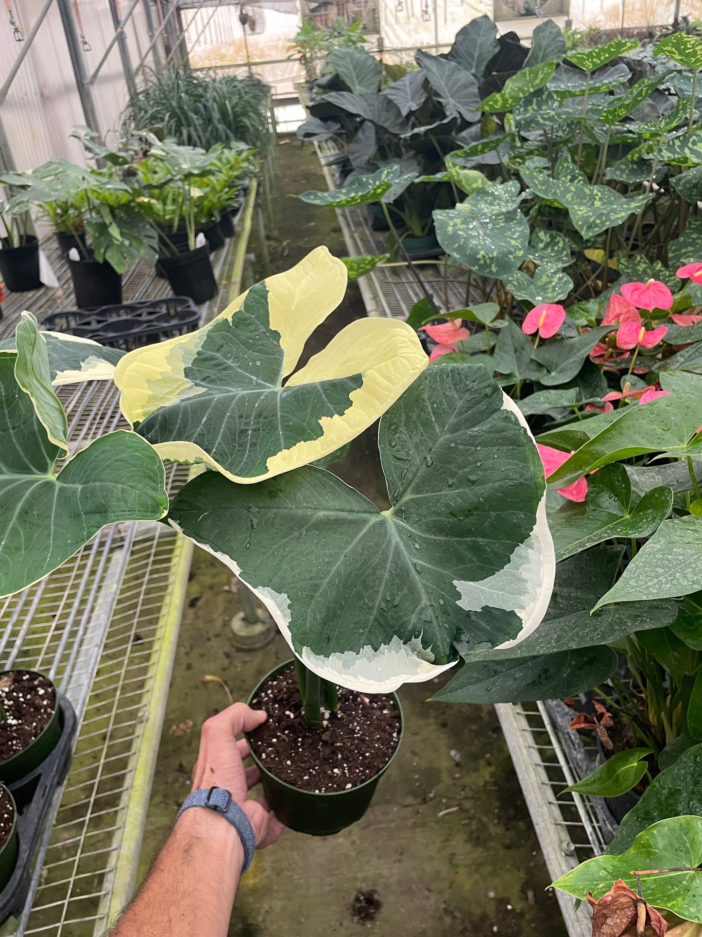 Xanthosoma 'Albomarginata'