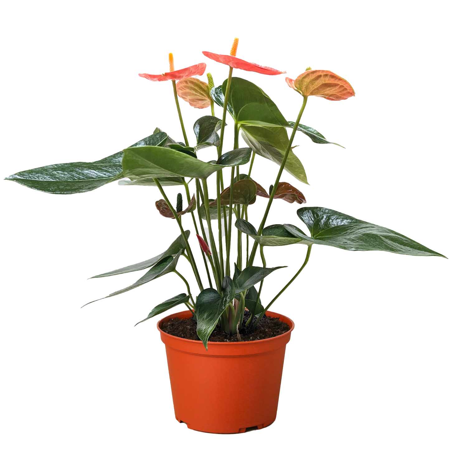 Flamingo Lily Orange