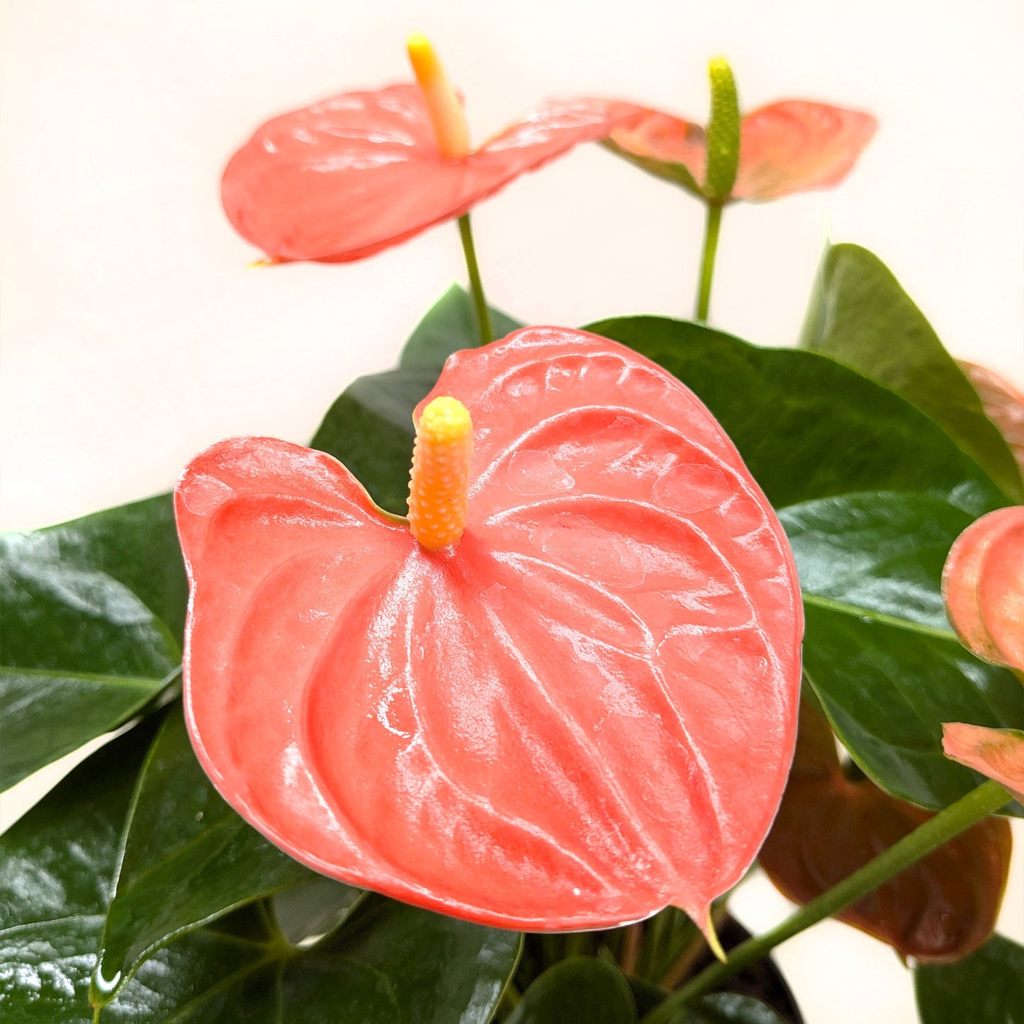 Flamingo Lily Orange