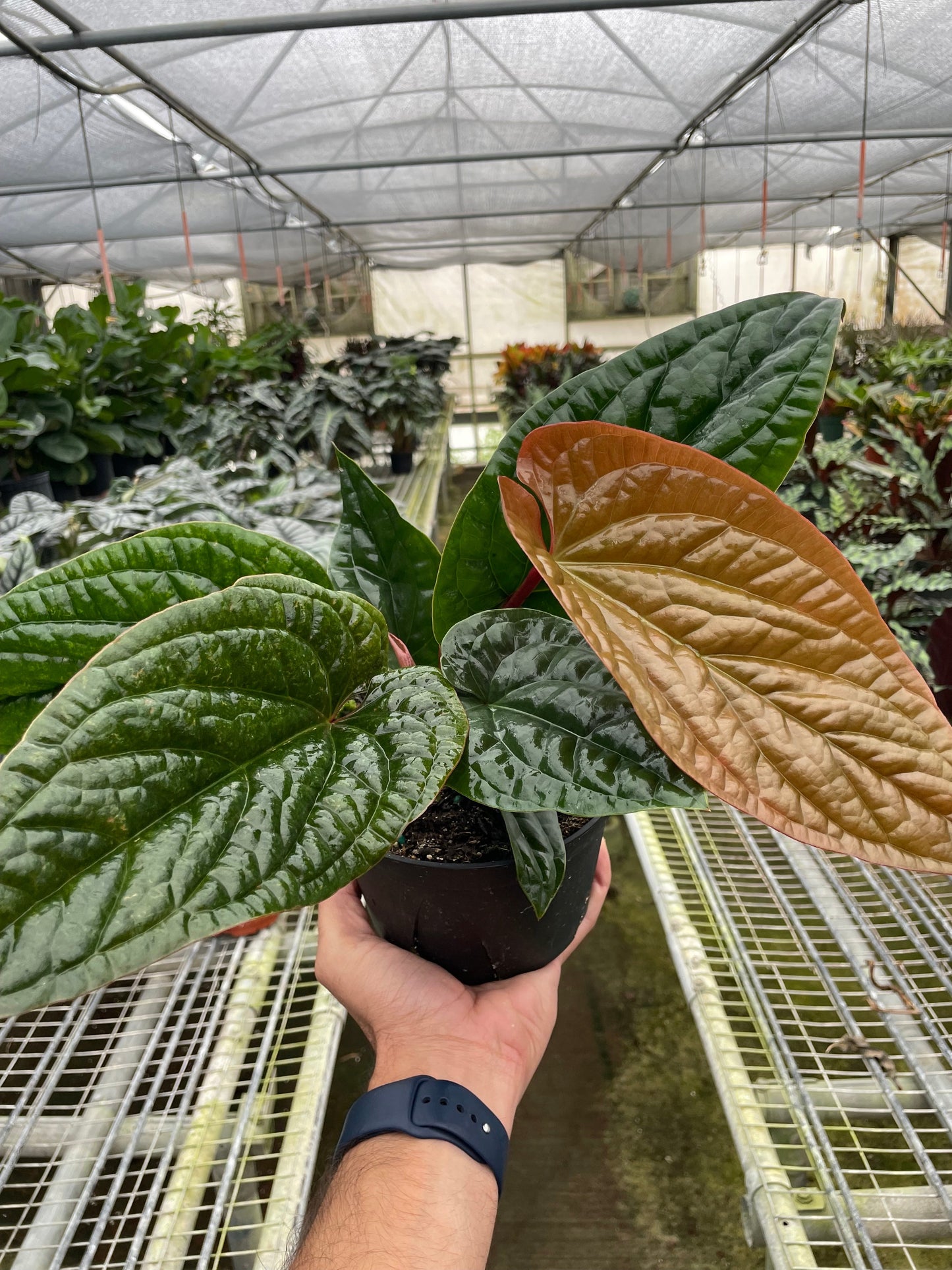 Anthurium radicans × luxurians