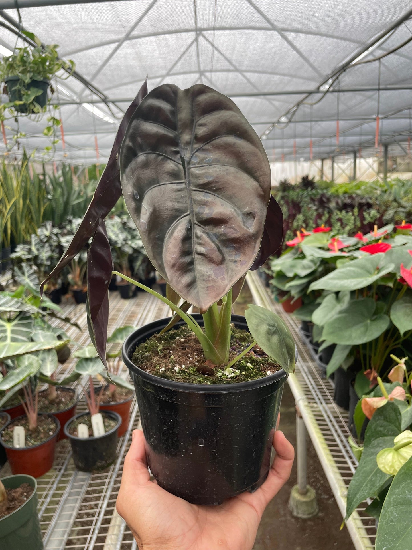 Jewel alocasia 'Red Secret'