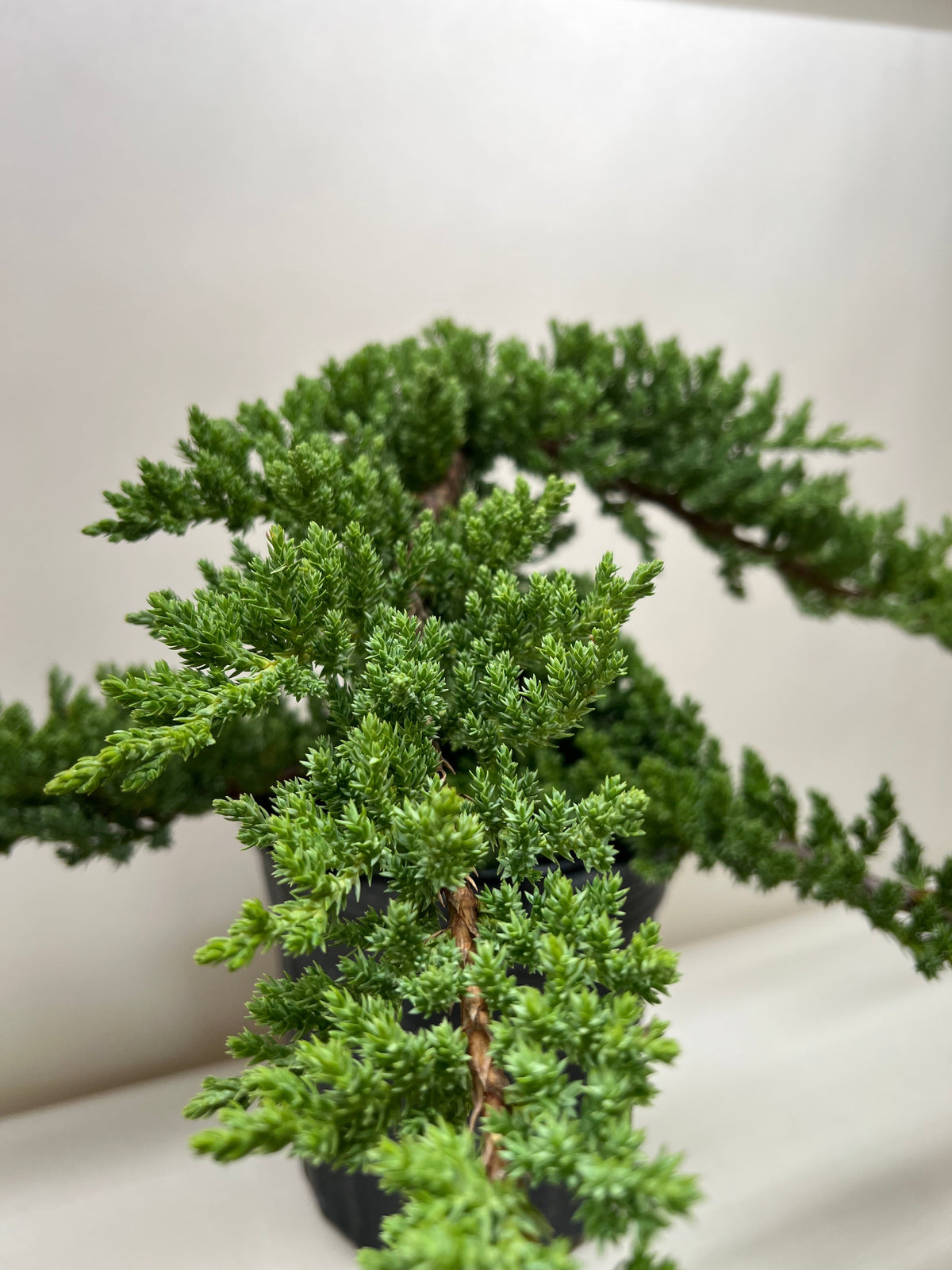 Juniper Bonsai