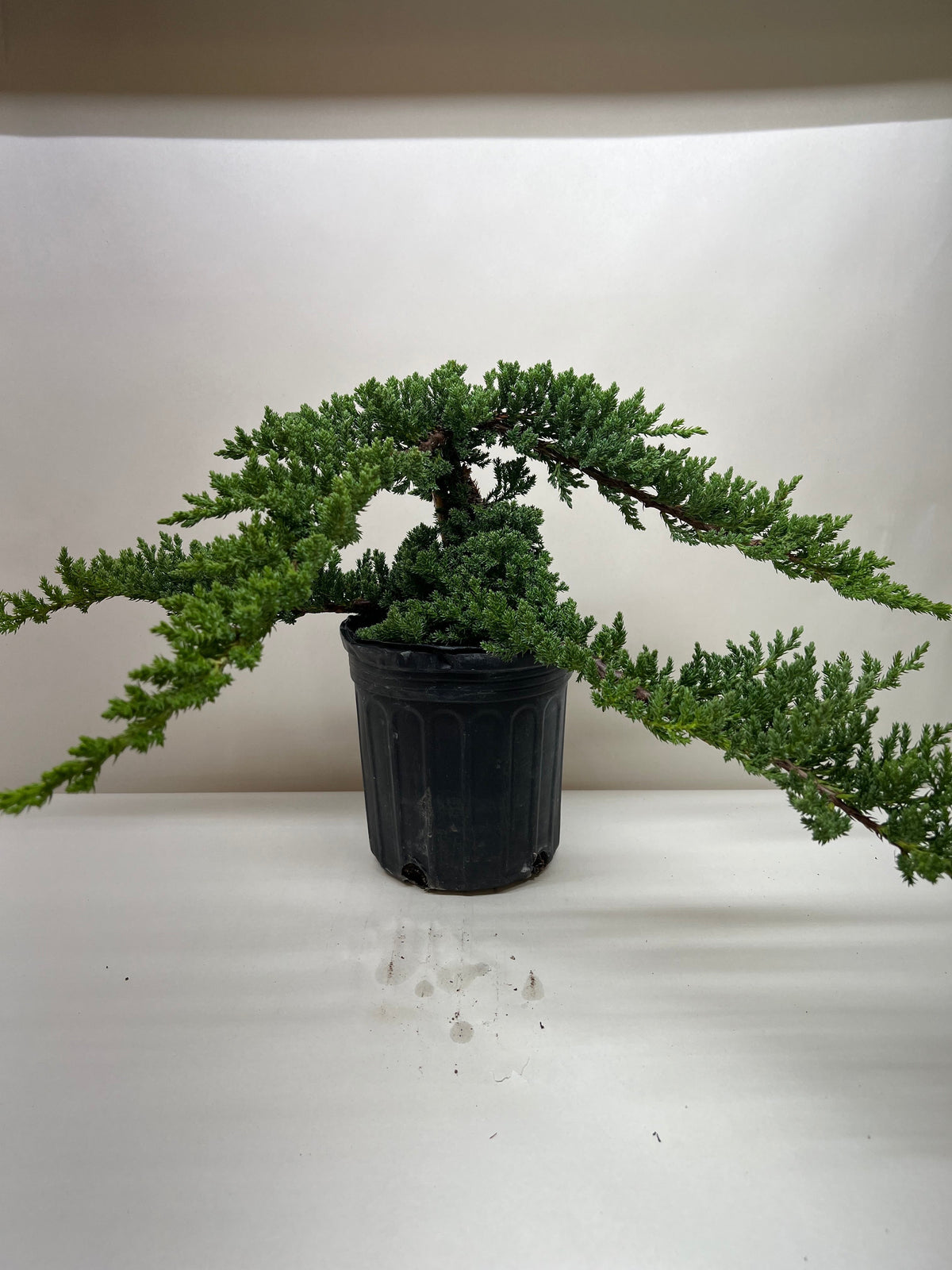 Juniper Bonsai