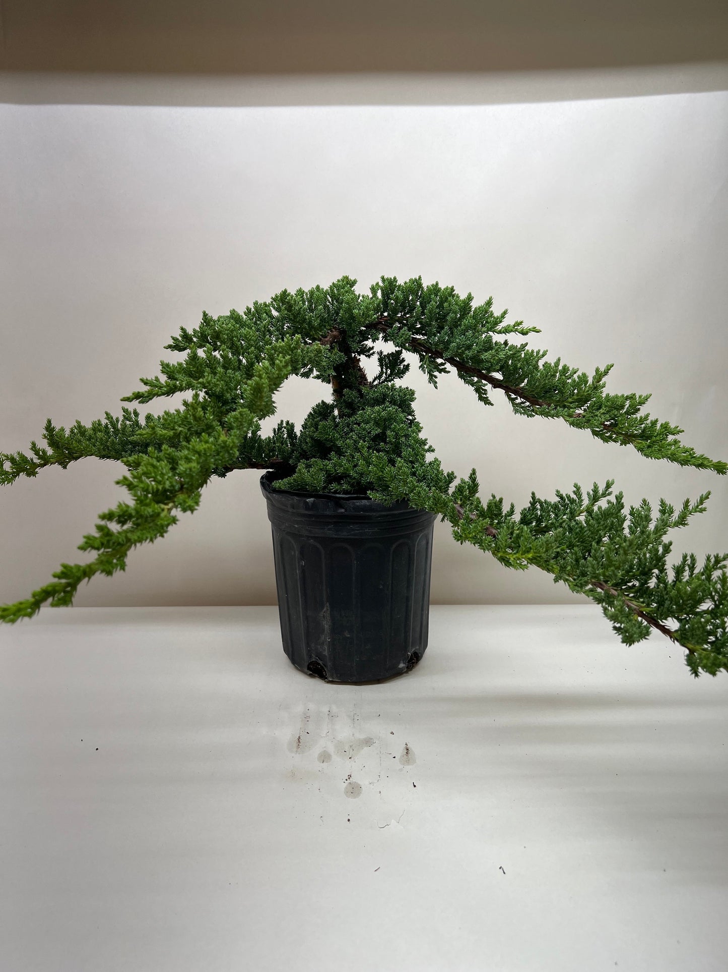 Juniper Bonsai