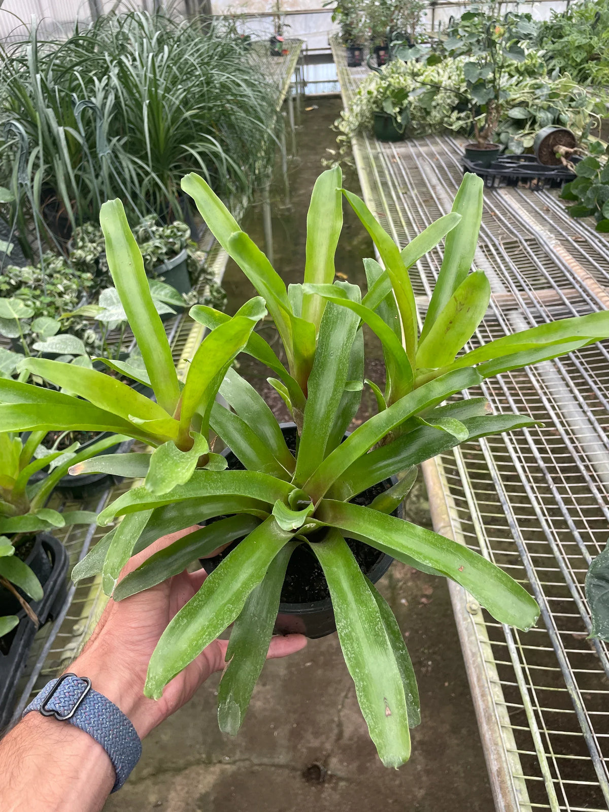 Neoregelia 'Fireball'