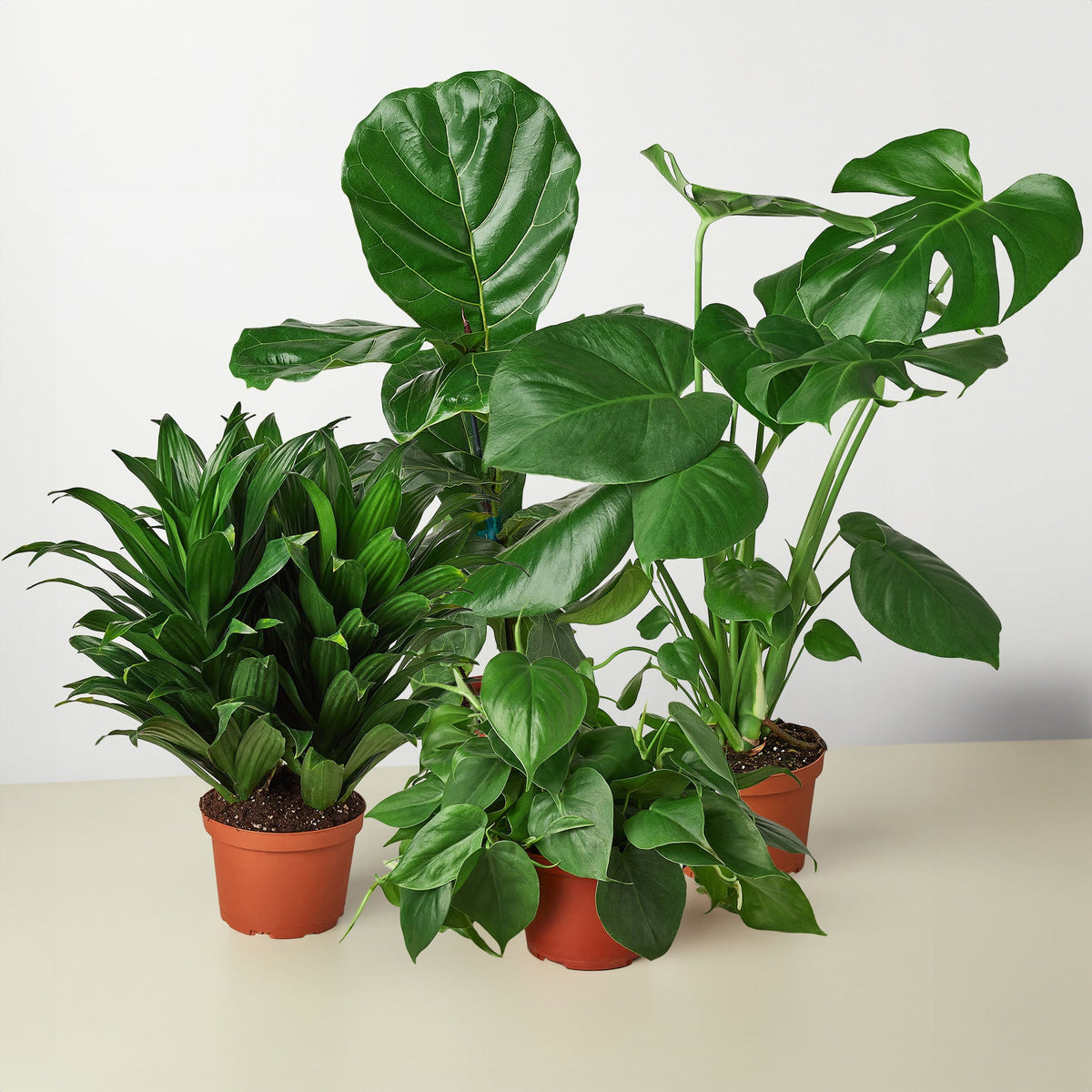 Plant Bundle