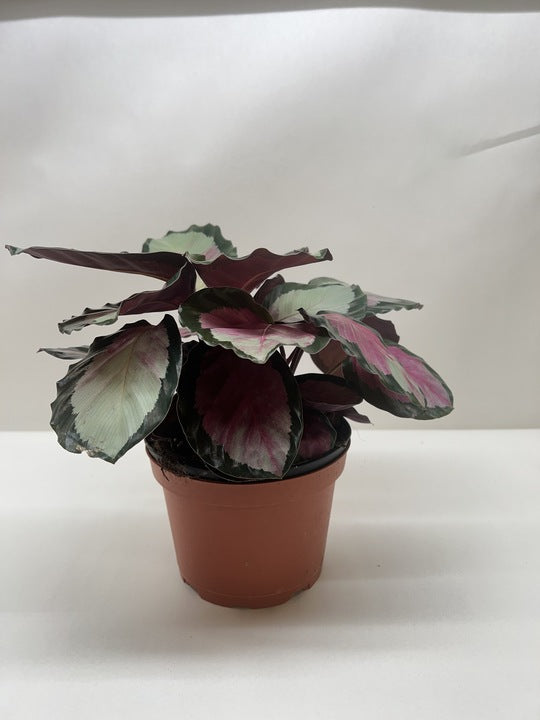 Rose-painted Calathea 'Silvia'