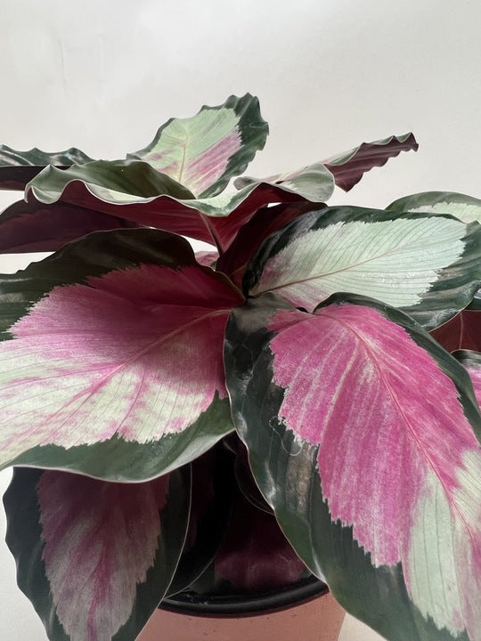 Rose-painted Calathea 'Silvia'