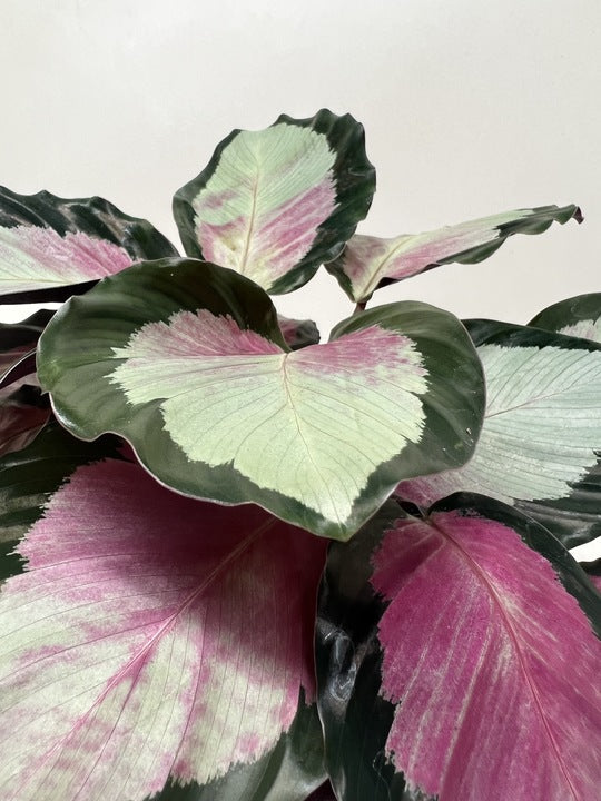 Rose-painted Calathea 'Silvia'