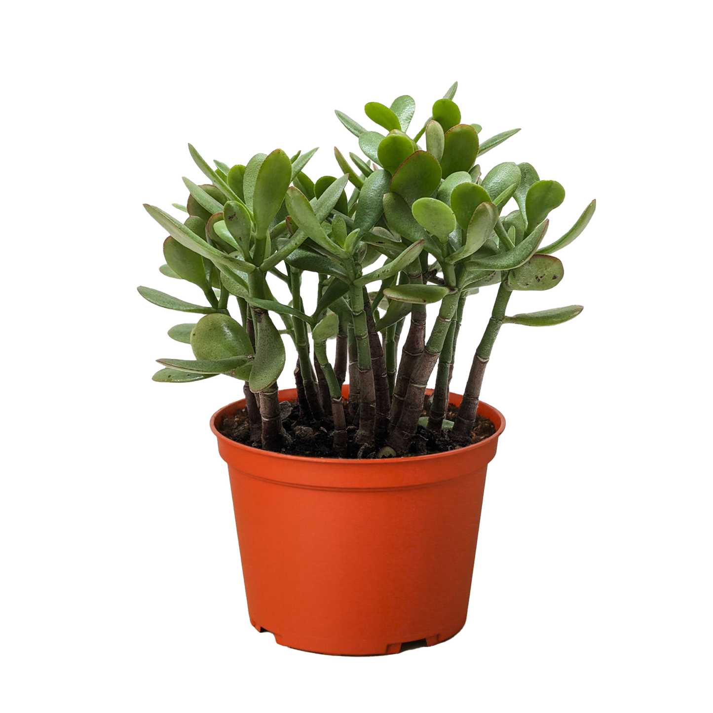 Jade Plant