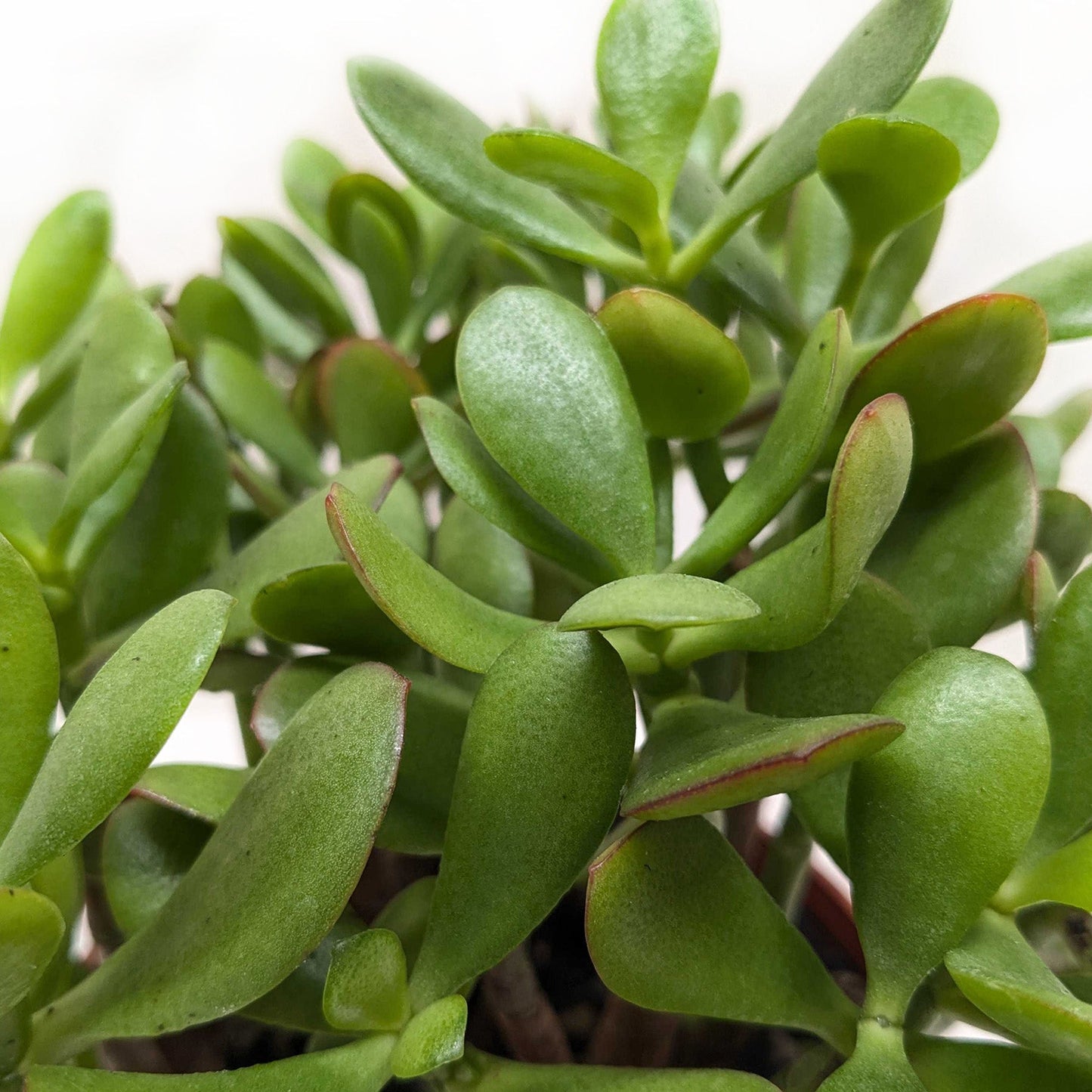 Jade Plant