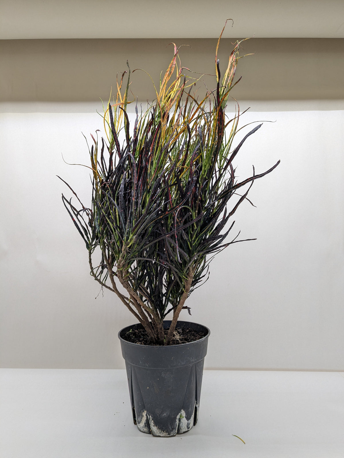 Croton 'Picasso's paintbrush'