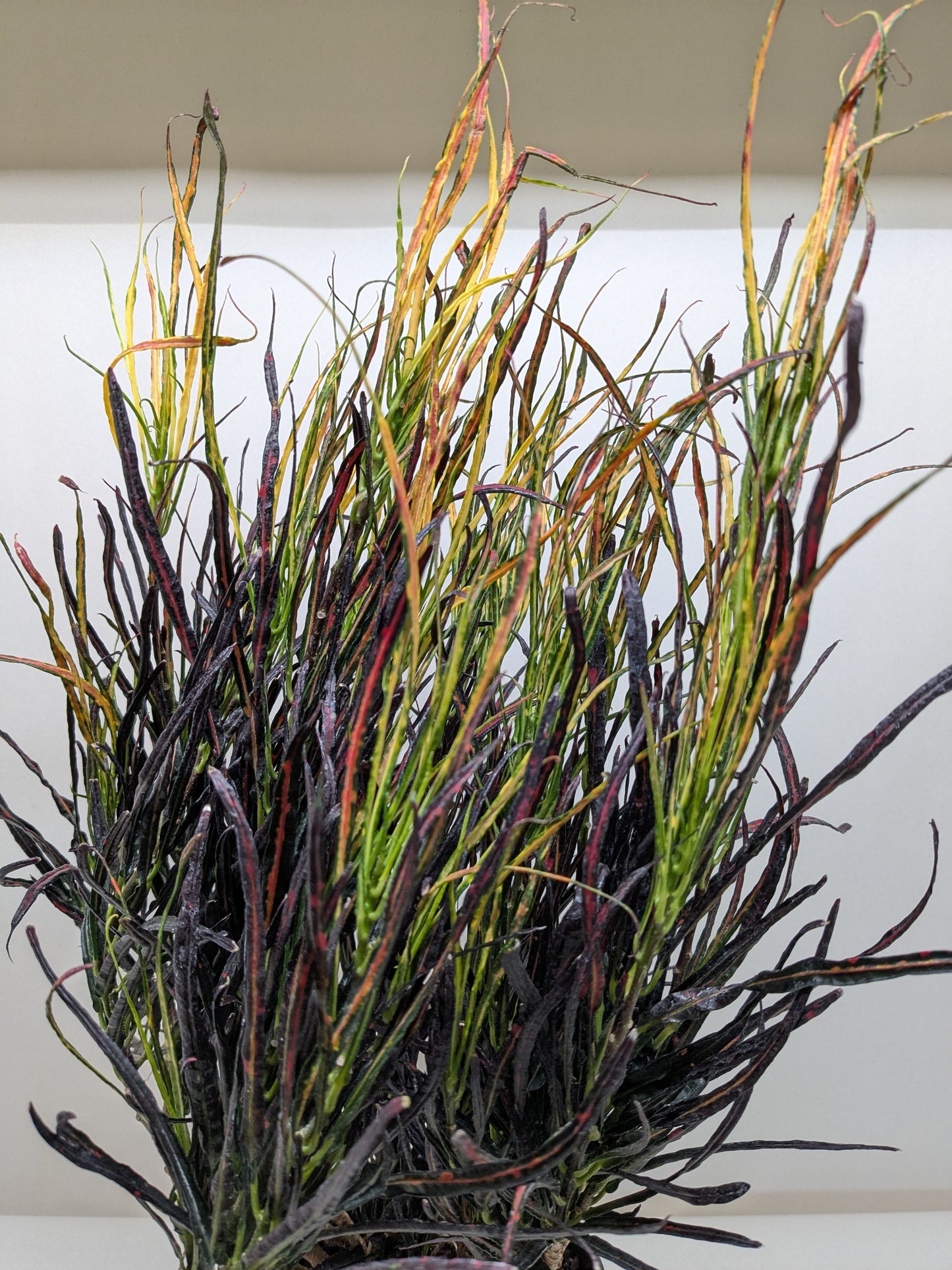 Croton 'Picasso's paintbrush'