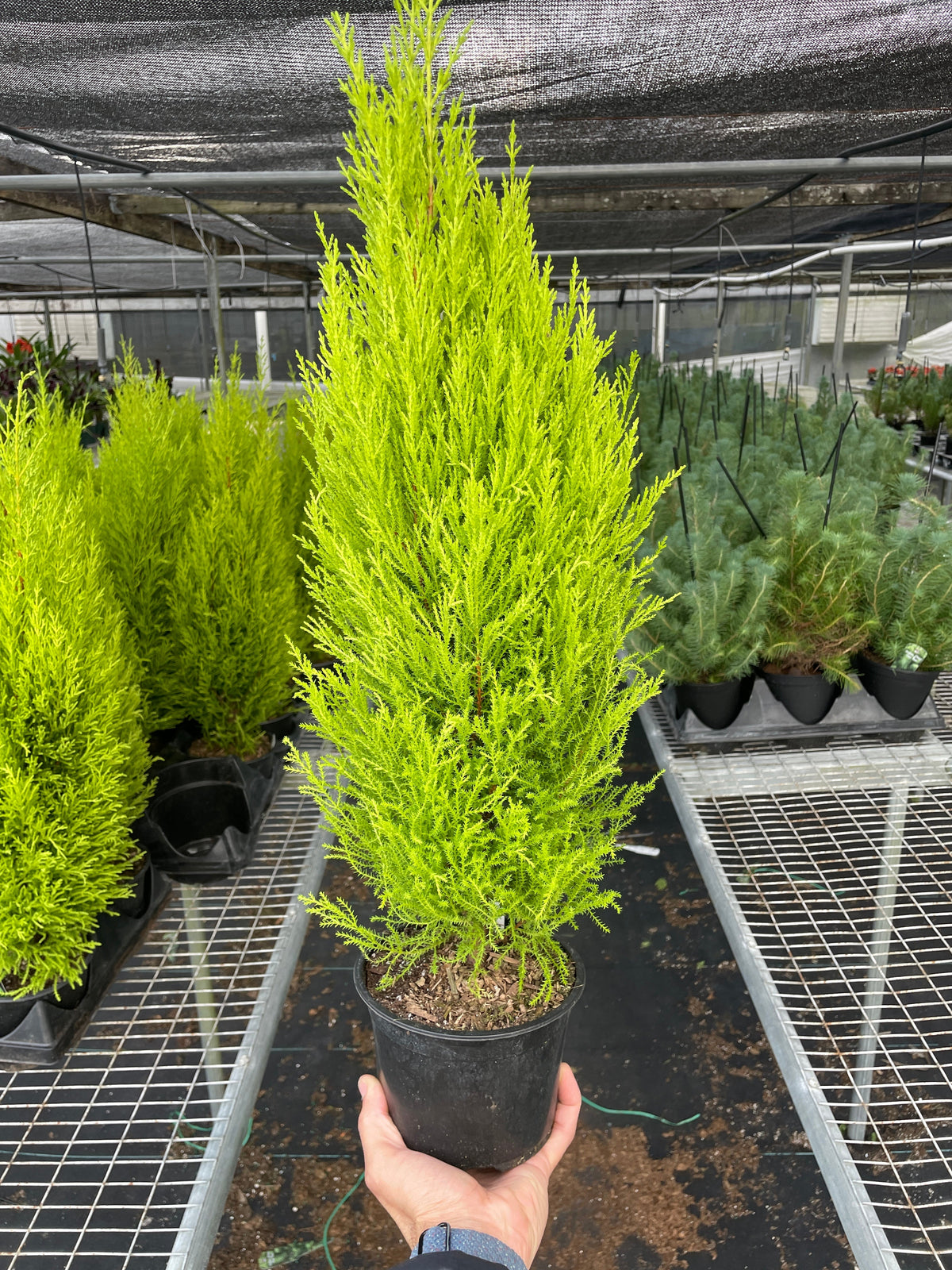 Monterey Cypress 'Goldcrest'