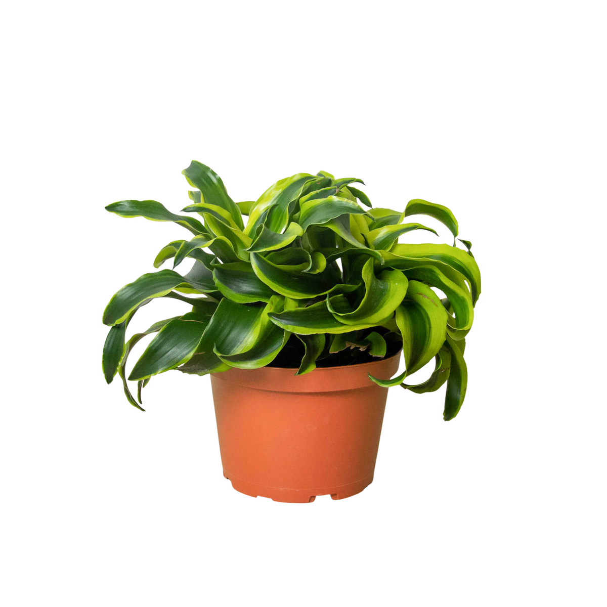 Corn Plant 'Tornado'
