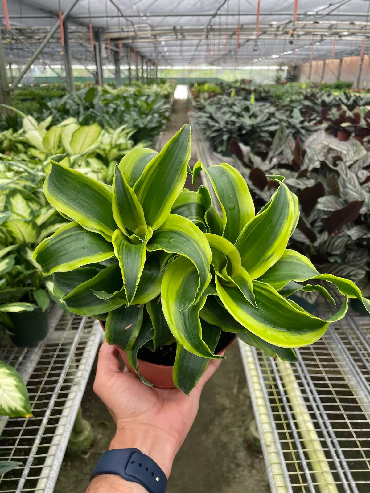Corn Plant 'Tornado'