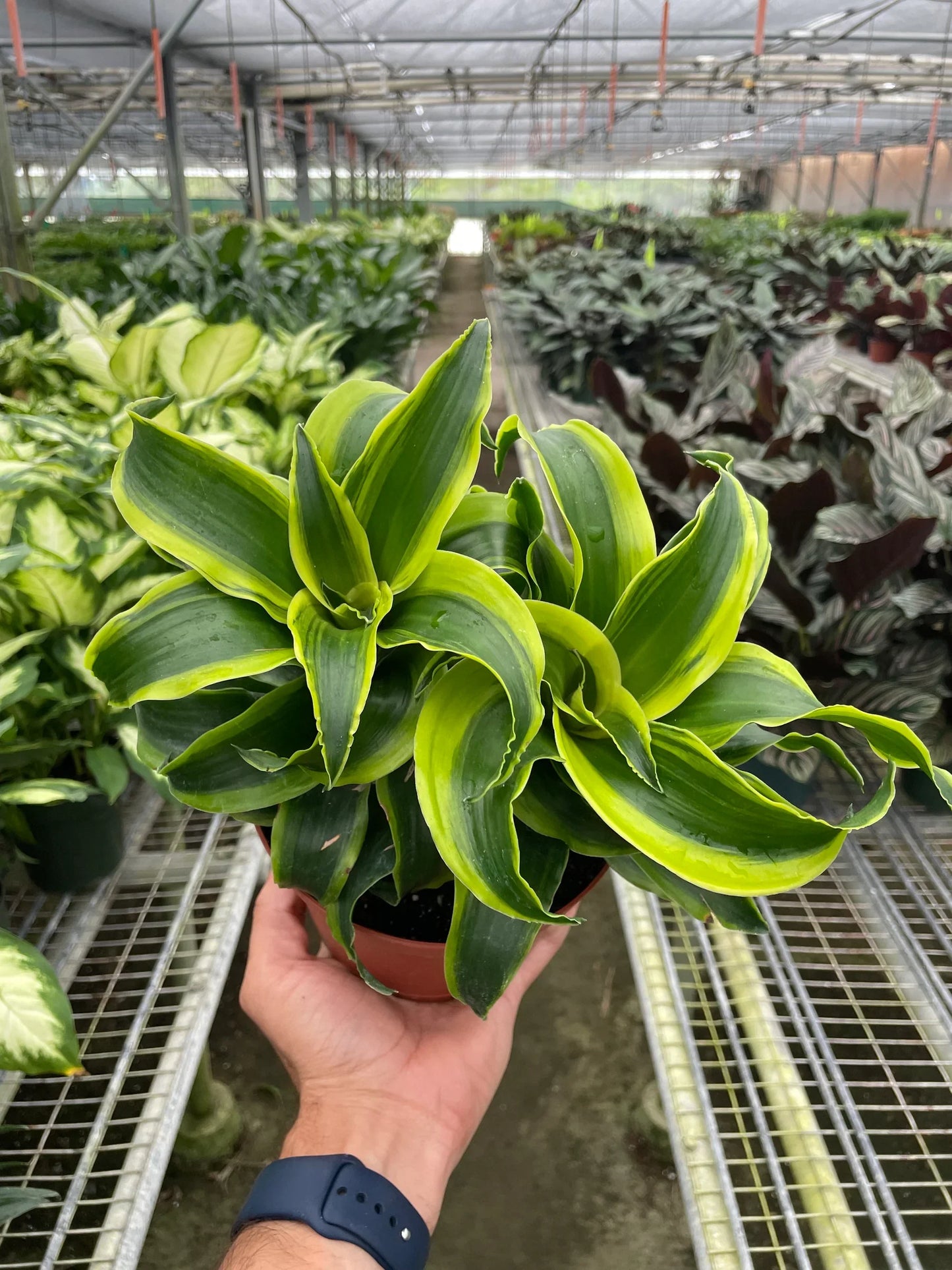 Corn Plant 'Tornado'