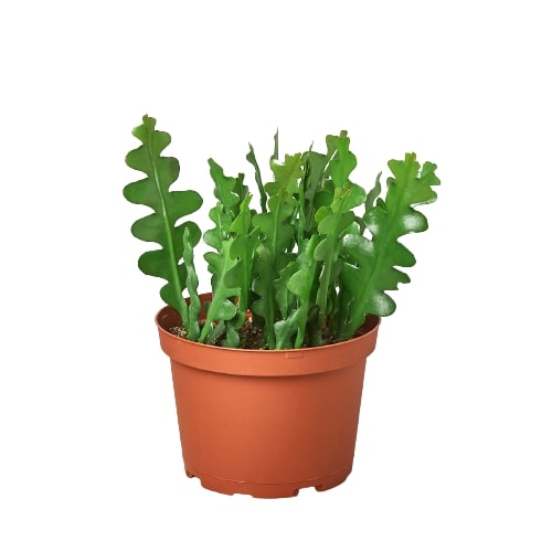 Fishbone cactus