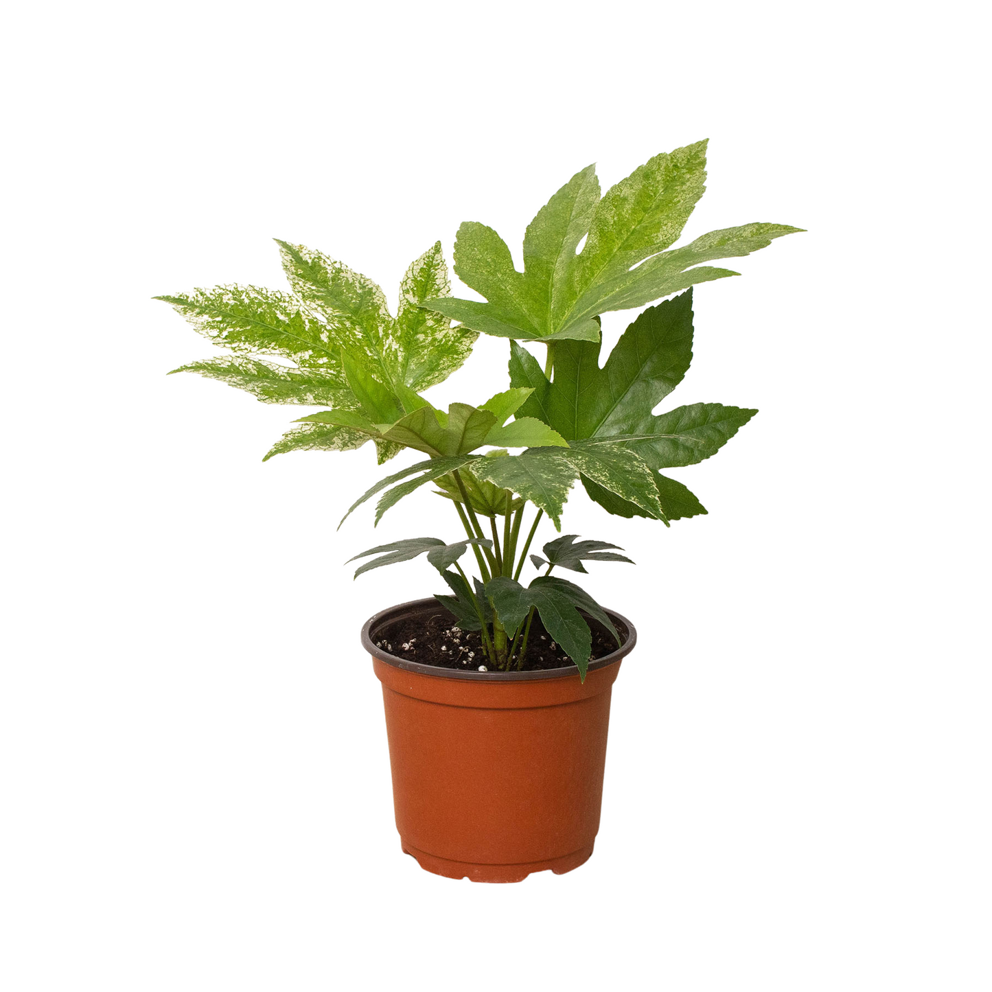 Japanese Aralia 'Spider's Web'