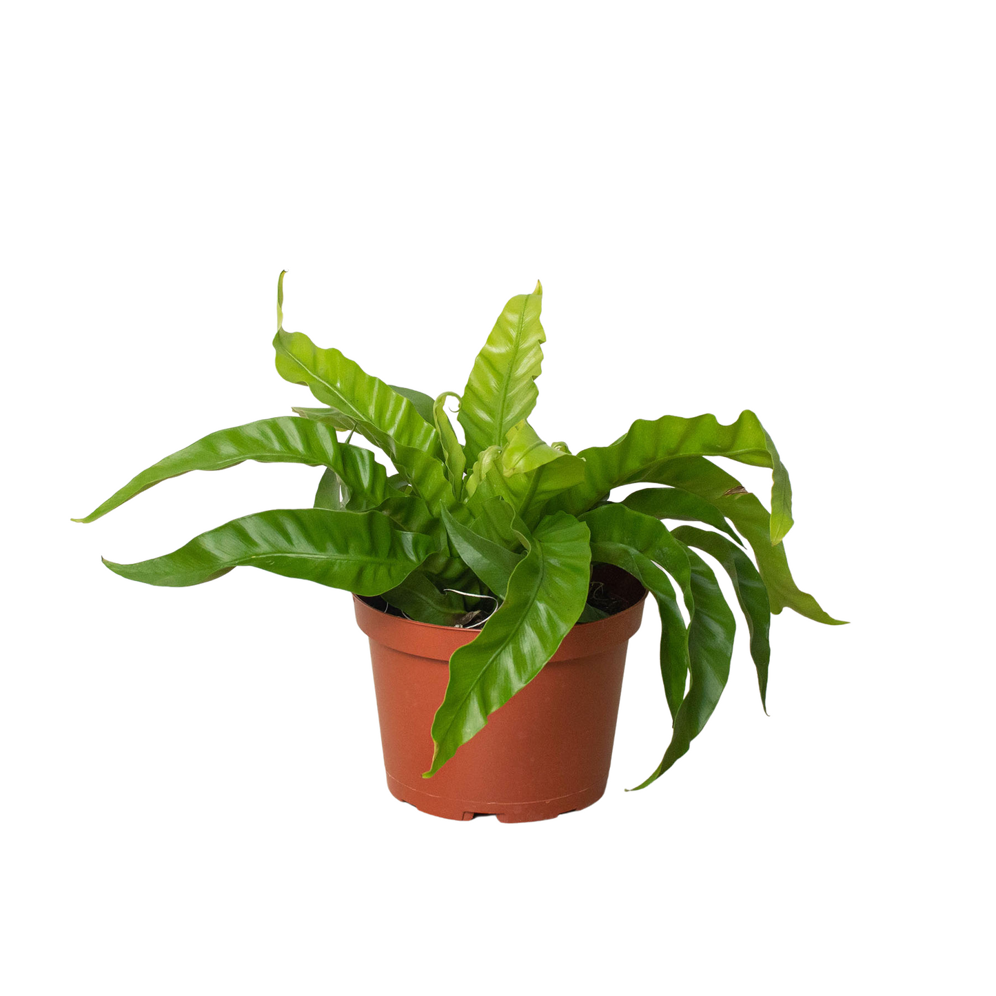 Fern 'Hurricane ('vitasphur')'