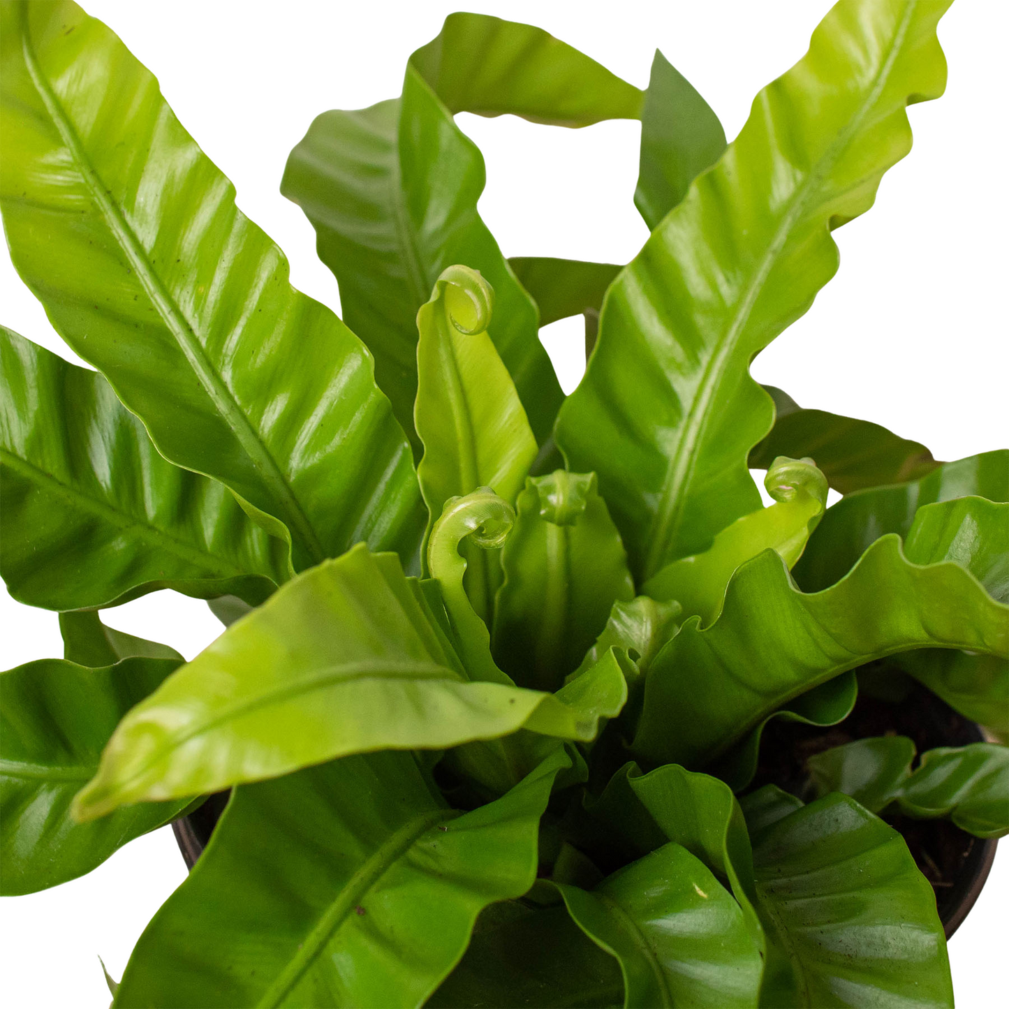 Fern 'Hurricane ('vitasphur')'