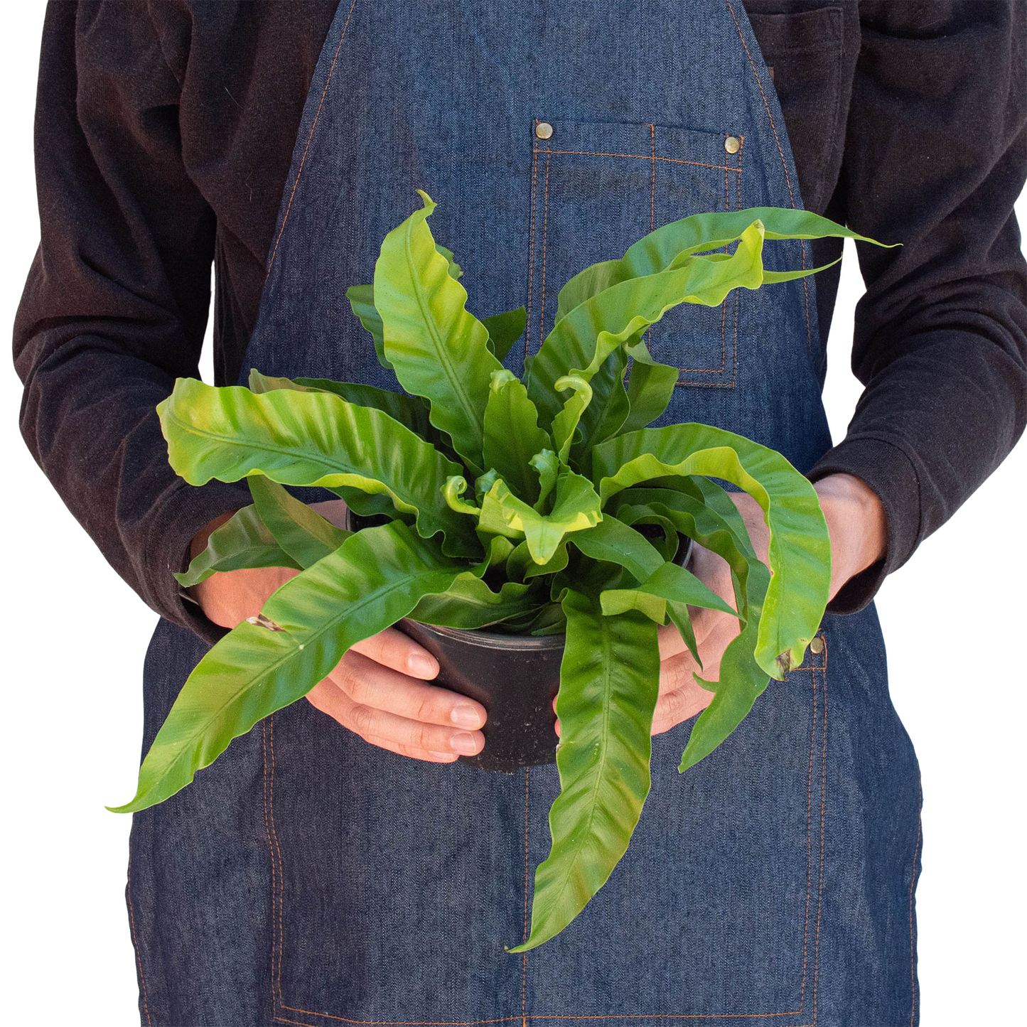 Fern 'Hurricane ('vitasphur')'