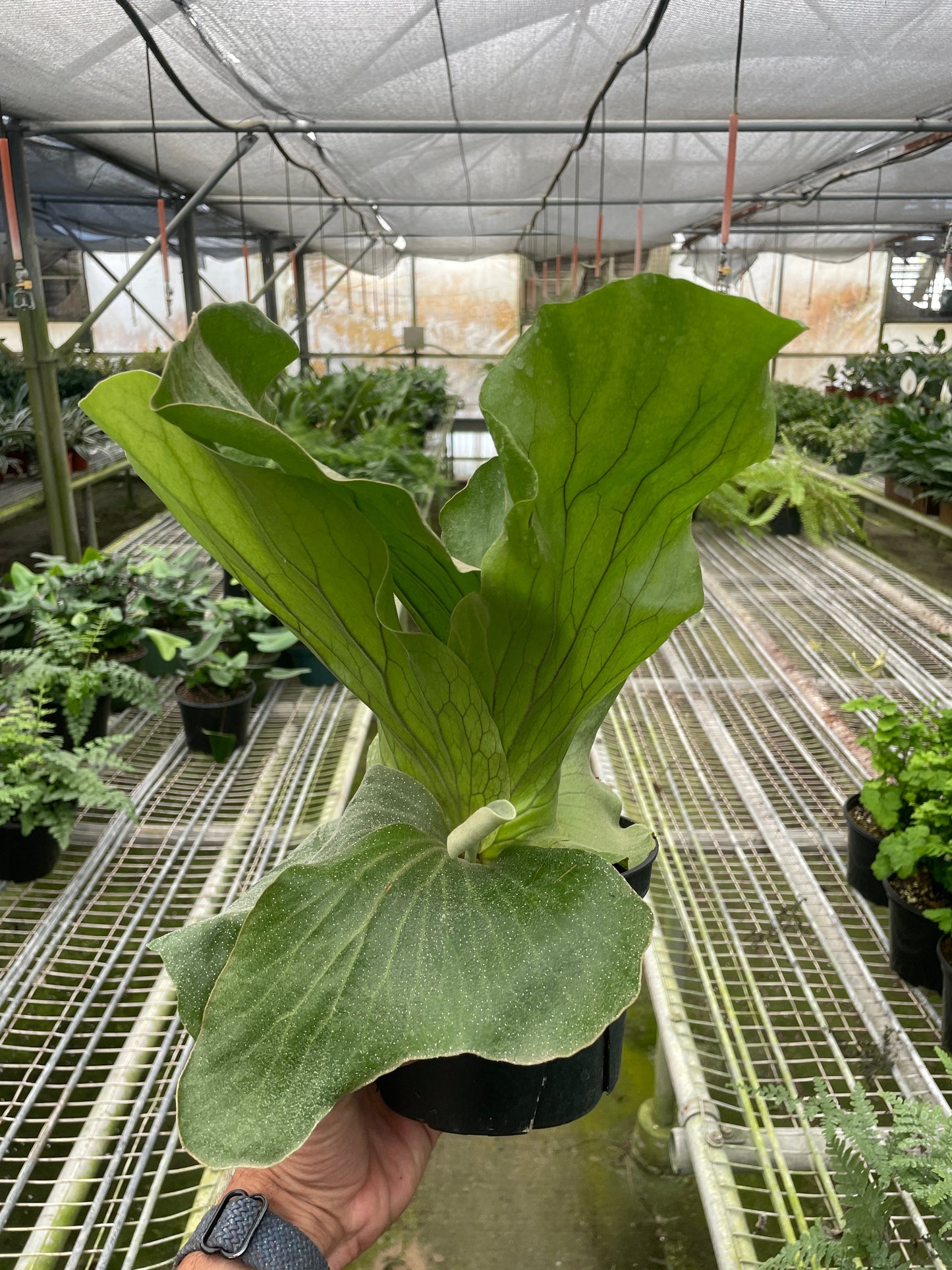 Cabbage Fern