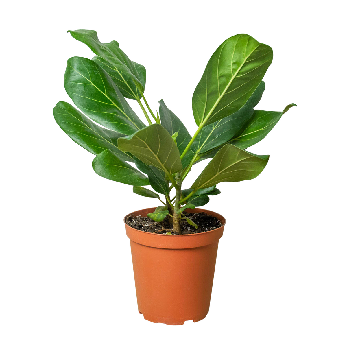 Banyan 'Audrey'