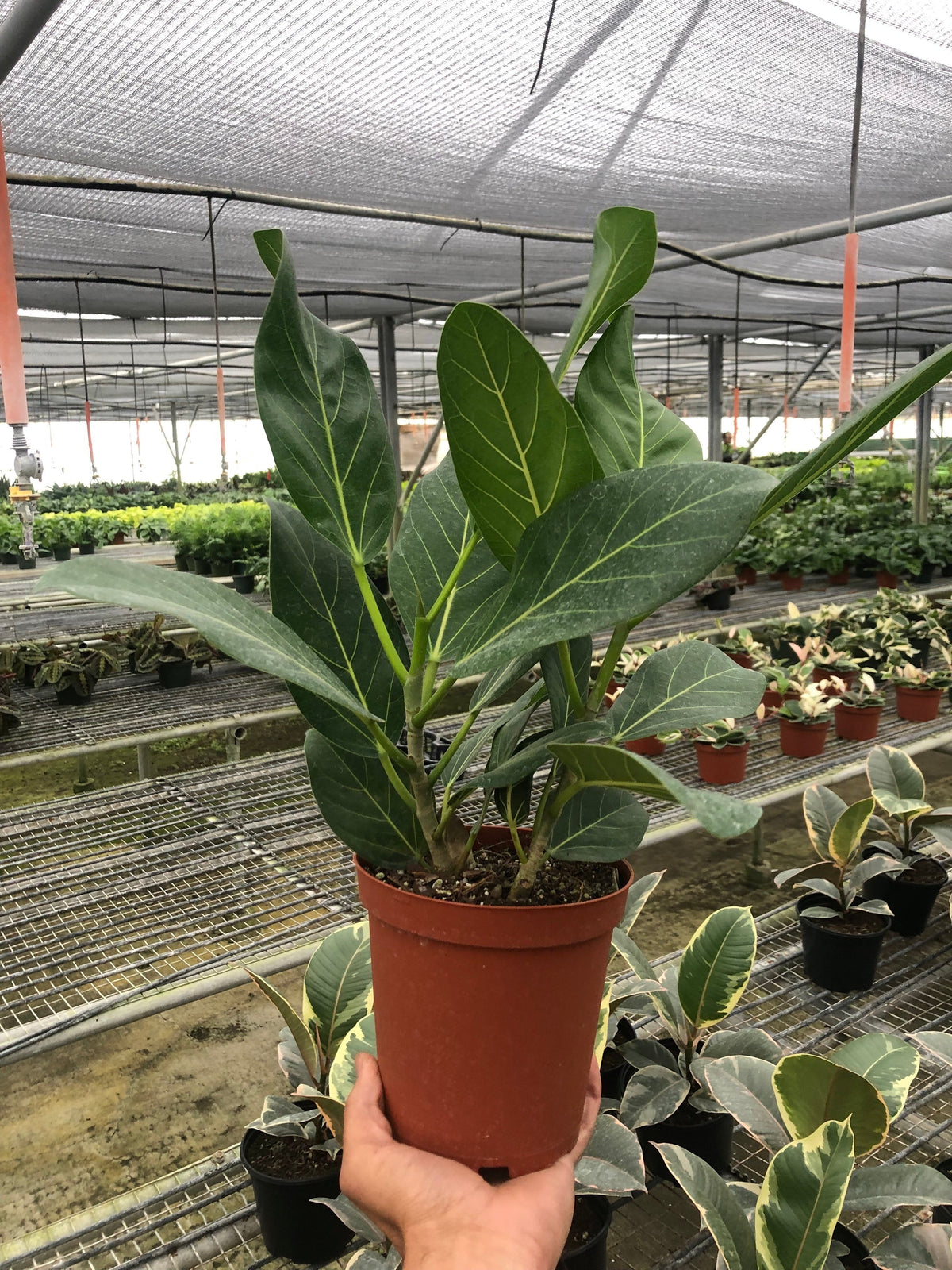 Banyan 'Audrey'
