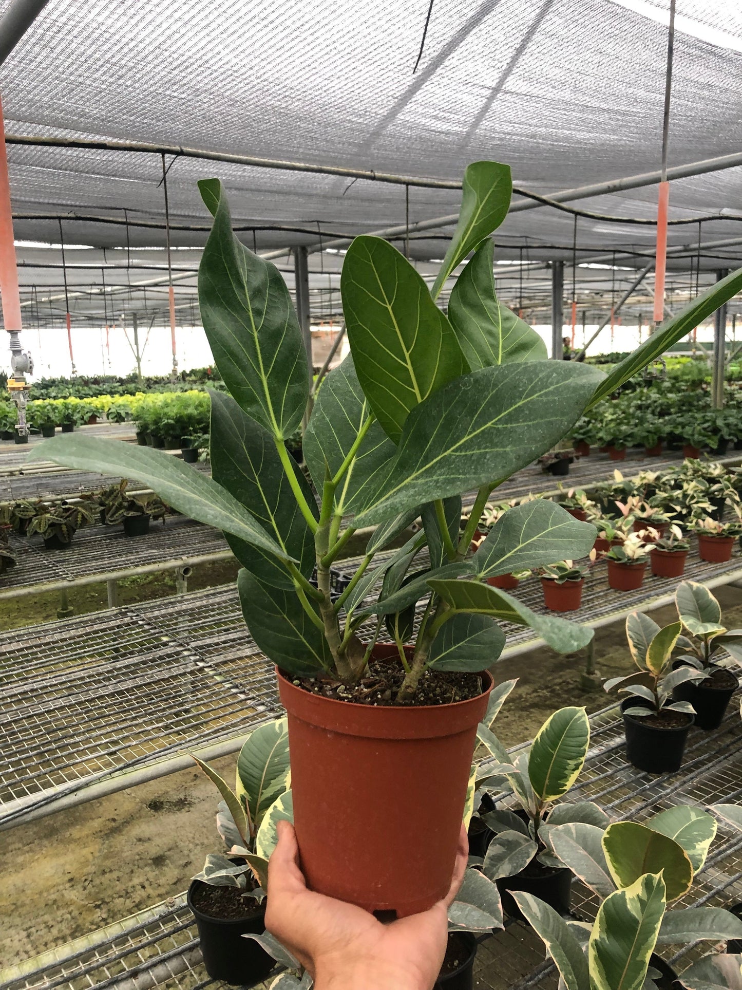 Banyan 'Audrey'