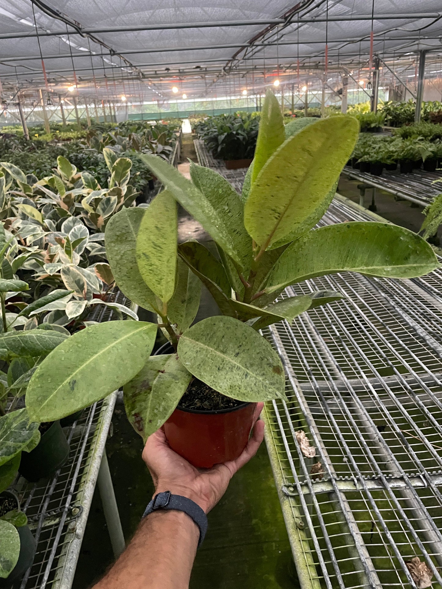 Rubber plant 'shivereana'