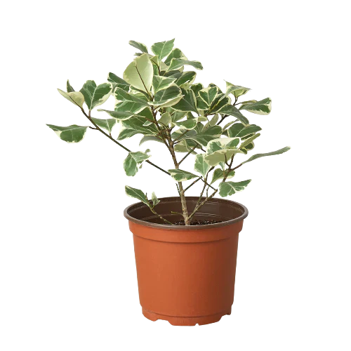 Natal Fig 'Sweetheart'