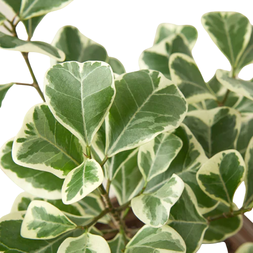 Natal Fig 'Sweetheart'