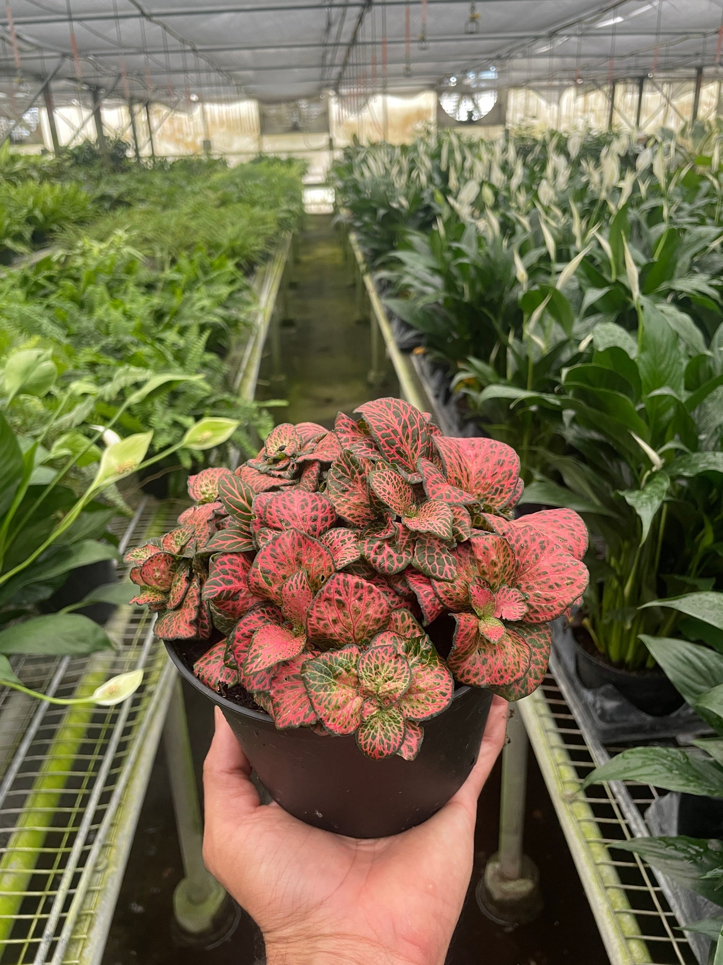 Red Nerve Plant