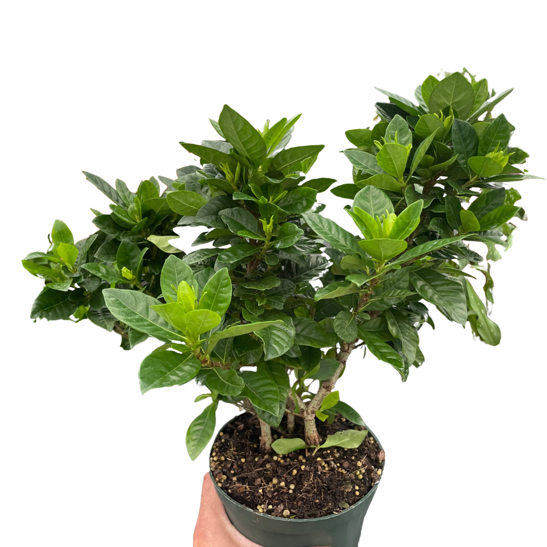 Gardenia jasminoides