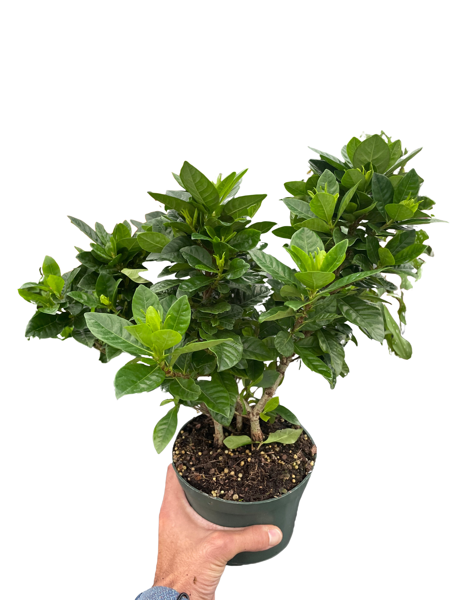 Gardenia jasminoides