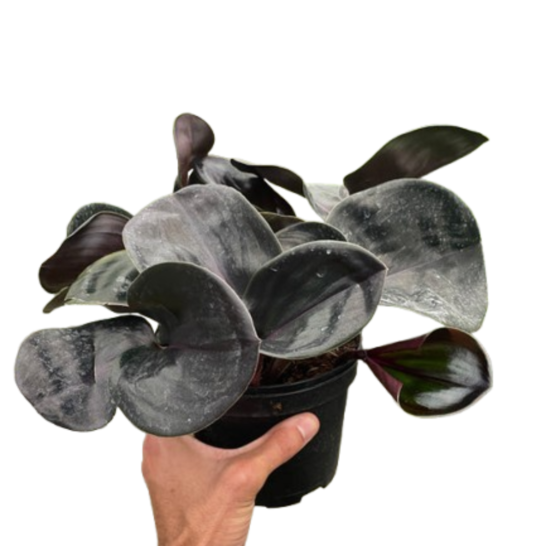 Geogenanthus ciliatus