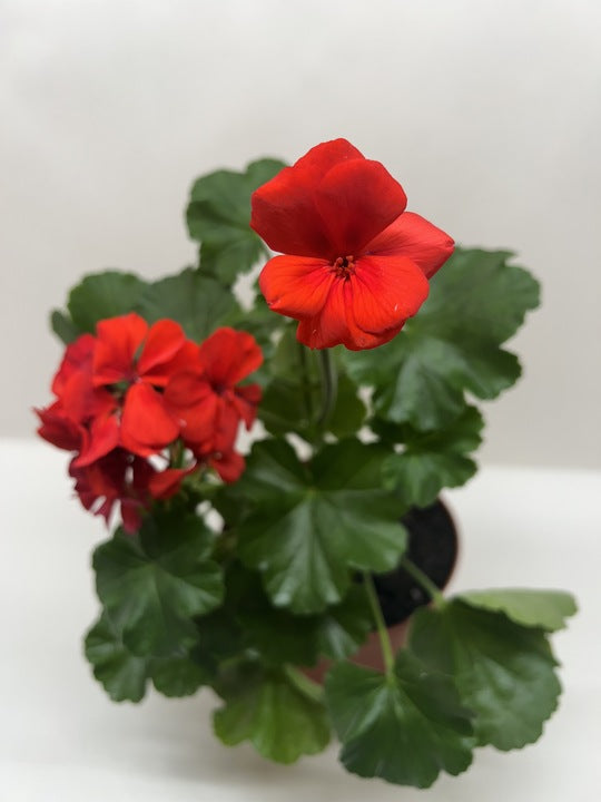 Geranium