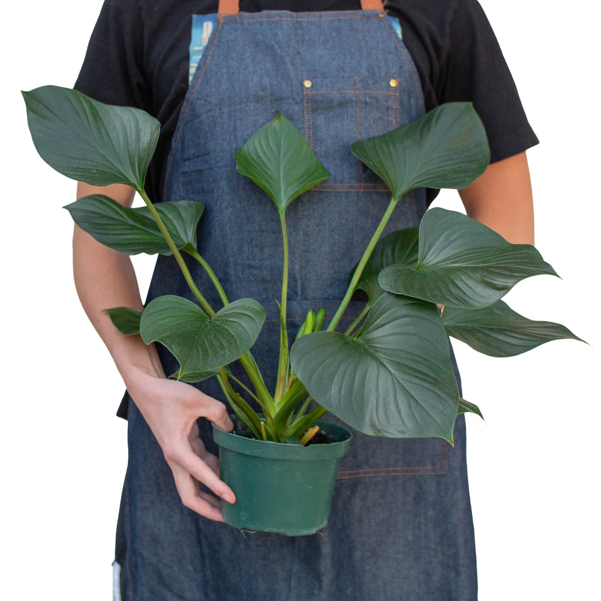 Emerald Gem Plant