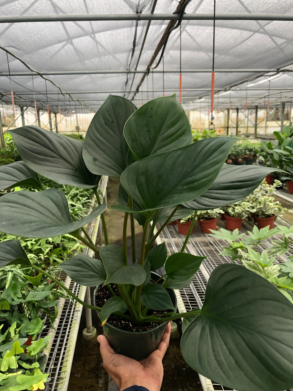 Emerald Gem Plant