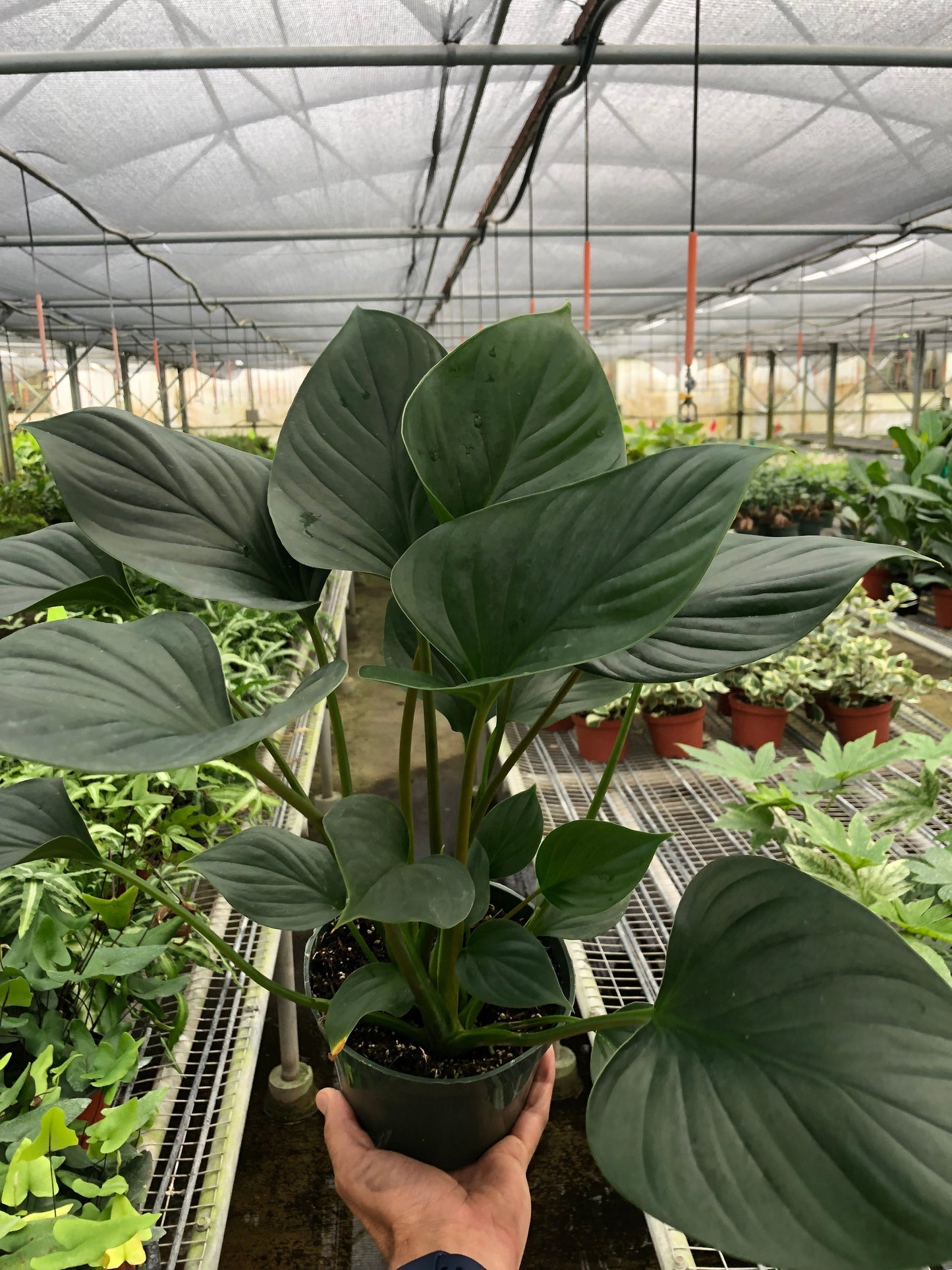 Emerald Gem Plant