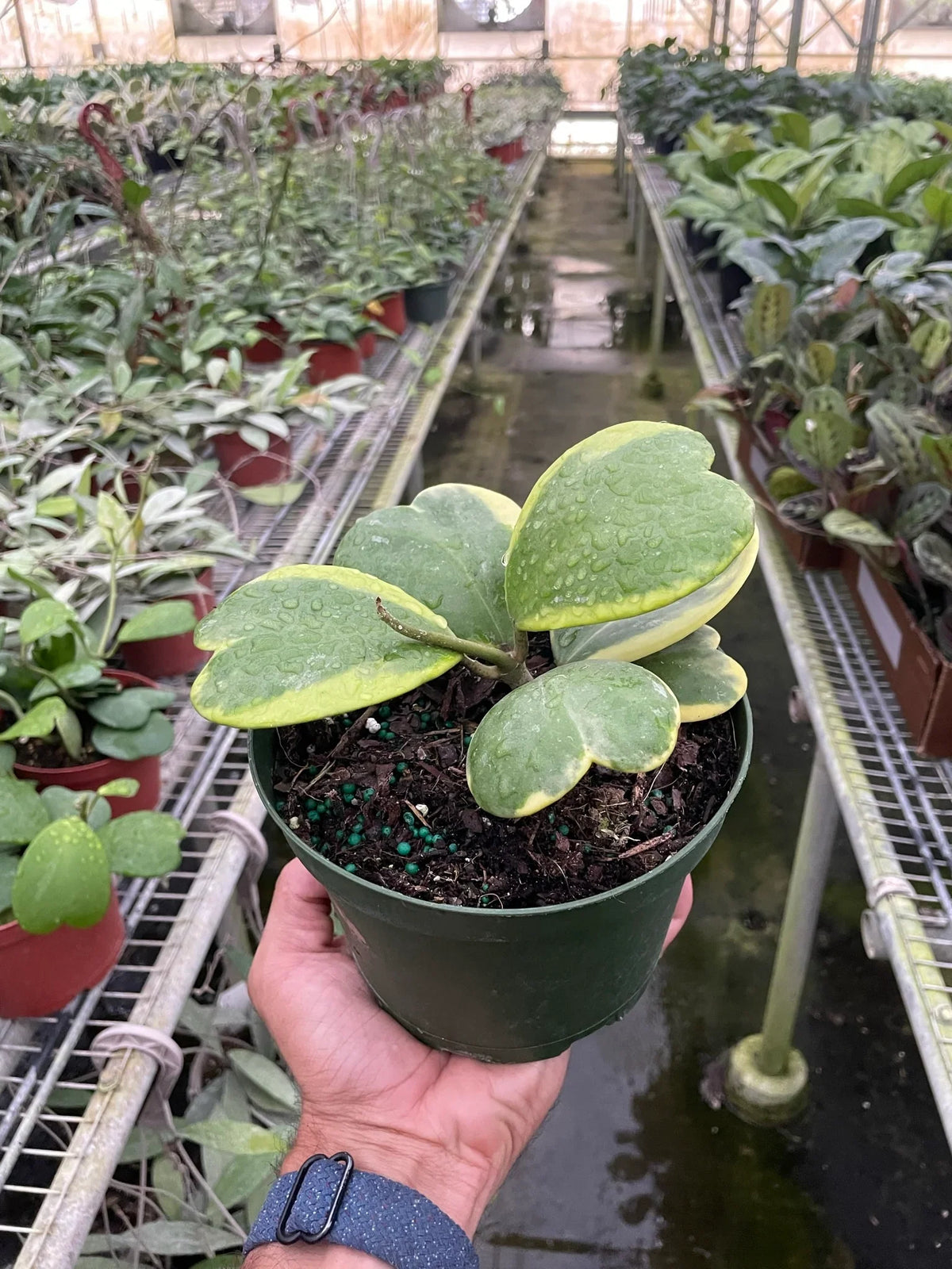 Variegated Sweetheart Hoya