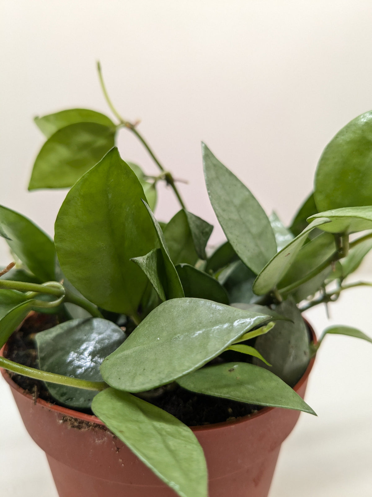 Hoya Super Silver