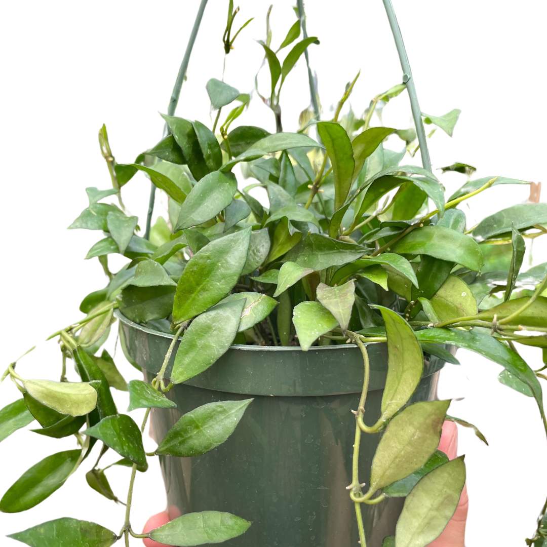 Hoya lacunosa